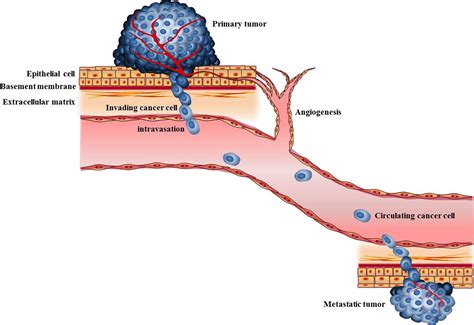 cancer metastasis mechanisms  inhibition  melatonin su