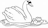 Cisnes Cisne Desenhos Swan Cygne Desenhar Atividade Aves Counting sketch template