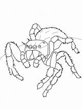 Coloring Spider Jumping Tarantula Pages Daring Print Color Getcolorings Designlooter Animal Luna 79kb 800px sketch template