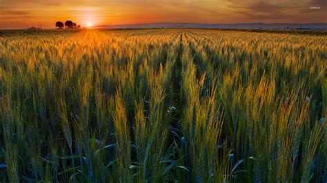 green wheat field   sunset wallpaper nature wallpapers