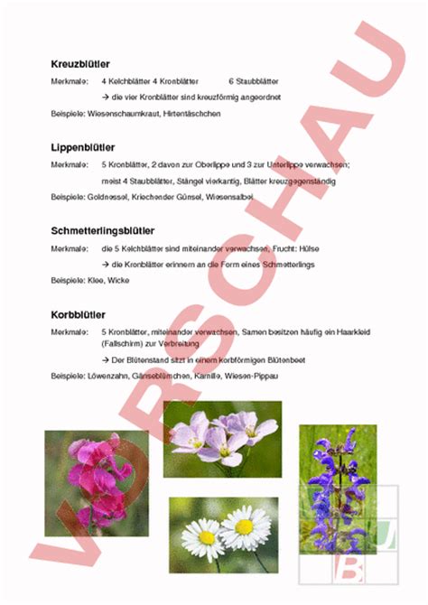 arbeitsblatt pflanzenfamilien biologie pflanzen botanik