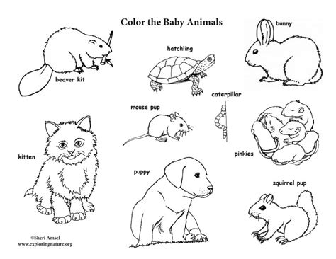 gambar baby animal labeled coloring page pages animals   rebanas