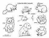 Coloring Baby Animal Animals Labeled Pages Kids Sheets Jungle Pdf Dive Whale Mom Sea sketch template