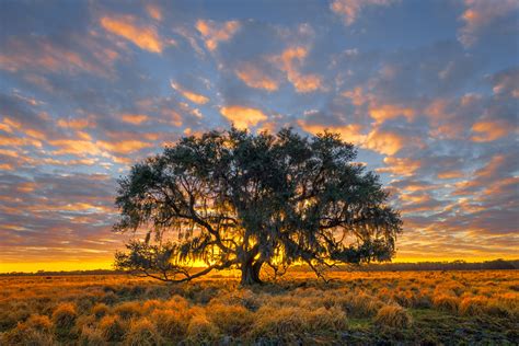 lone sprawling oak tree florida sunrise fine art photo print