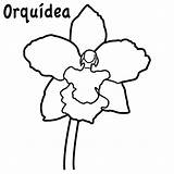 Orquidea Nacional Orquideas Araguaney Turpial Imagui Orquídea Facil Simbolos Naturales Orqu sketch template