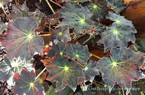 begonia plant care how to grow and care for begonias