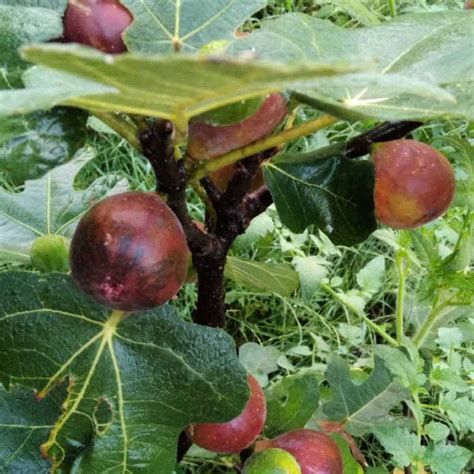 growing fig trees  virginia home garden joy