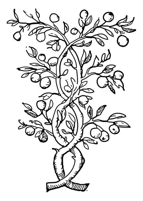 coloring page fruit tree  printable coloring pages img