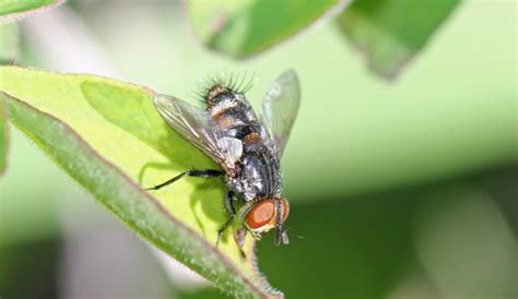 mobugs tachinid fly