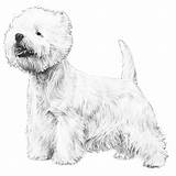 Terrier Highland West Coloring Dog Pages Westie Breed Template Akc Designlooter Drawings Standard Description 700px 61kb Breeds sketch template