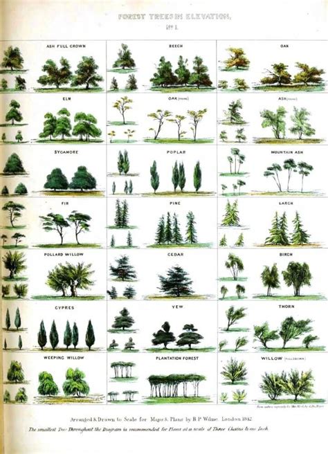 list  common trees  texas tree identification tree