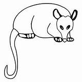 Coloring Opossum Possum Pages Colouring Printable Crafts Animal Getcolorings Magic öffnen sketch template
