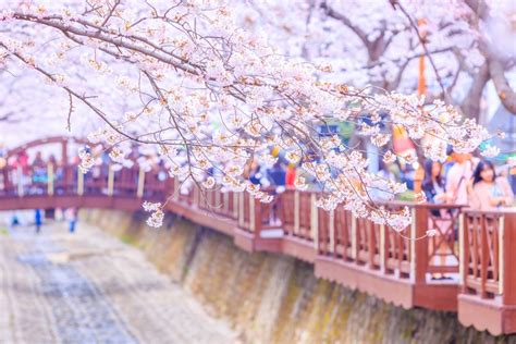 Cherry Blossom South Korea Tourist Spot