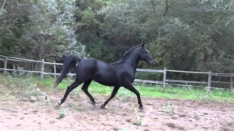 yo black lipizzan stallion  horse hungary youtube