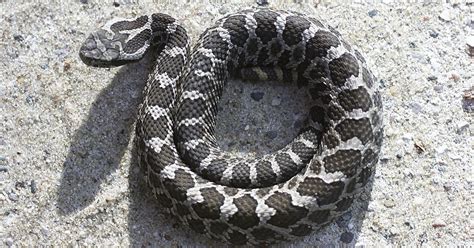 michigans lone venomous snake   federal protection