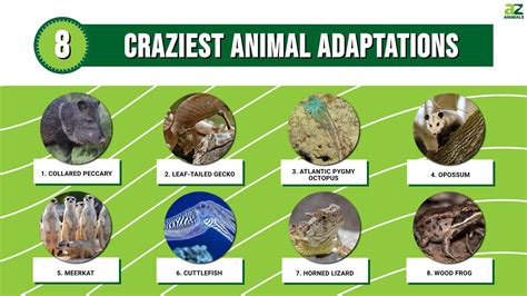 top  craziest animal adaptations   animals