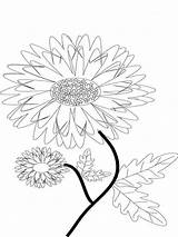 Pages Coloring Flower Marigold Recommended Marigolds sketch template