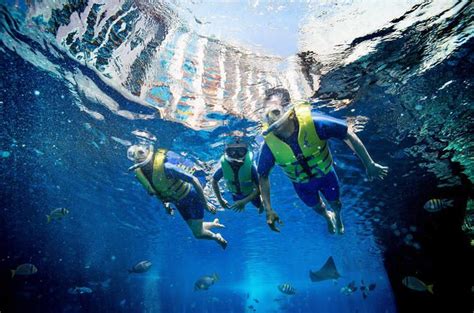 dubai atlantis ultimate snorkel experience snorkeling dubai reef shark