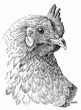 Pen Chicken Drawings Ink Drawing Inkt Rooster Oost Indische Painting Colouring Chickens Coloring Adults Pages Dieren Animal Chickie Roosters Templates sketch template
