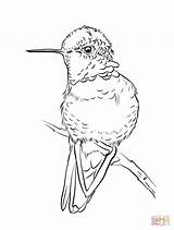 Hummingbird Coloring Pages Anna Drawing sketch template