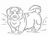 Tzu Shih Coloring Pages Drawing Printable Dogs Styles sketch template