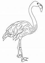 Coloring Pages Flamingo Pink Feathers Bird Feather Wing Color Getcolorings Library Kids Popular Books Printable Colorin sketch template