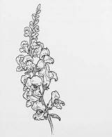 Snapdragon Flower Drawing Tattoo Drawings Line Flowers Tattoos Botanical Illustration Result Paintingvalley Google Au sketch template