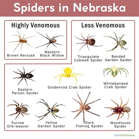 spiders in nebraska list with pictures