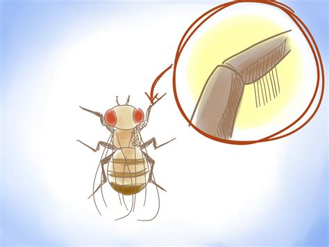 How To Distinguish Between Male And Female Fruit Flies 9 Steps