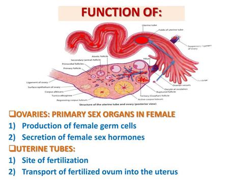 Ppt Anatomy Of The Female Reproductive System Powerpoint