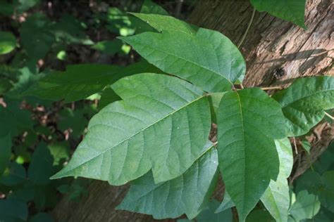 leaves        identify poison ivy