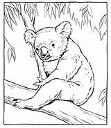 Koala Coloring Pages Kids Printable Bear Animal Australian Koalas Cute Bestcoloringpagesforkids Color Animals Print Drawings Drawing sketch template