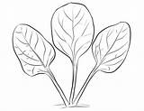 Spinach Drawing Leaves Coloring Pages Printable Getdrawings Visit sketch template