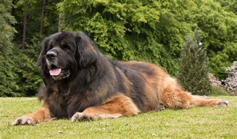 leonberger dog reviews real reviews  real people