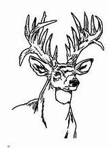 Deer Coloring Pages Buck Sheets Hunting Whitetail Head Adult Adults Tailed Wood Books Template Burning Patterns Silhouette Color Printable Print sketch template