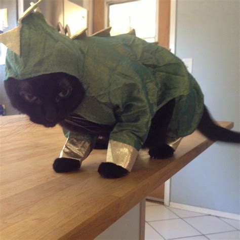 halloween inspiration costume ideas from my sister s cat catster
