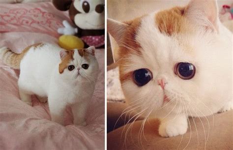 Which Cat Is Cuter Edition Lil Bubz Vs Snoopy Babe