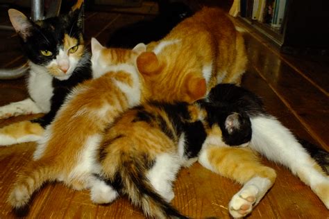 file 2016 06 14 breast feeding of cats ネコの授乳 dscf6490 wikimedia commons