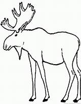 Moose Coloring Pages sketch template