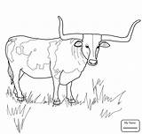 Coloring Longhorn Texas Pages Cattle Bull Steer Drawing Printable Cow Horn Supercoloring Longhorns Color Ferdinand Kids Getdrawings Animal Skull Clipart sketch template
