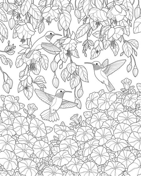 hummingbird coloring pages coloringrocks detailed coloring pages