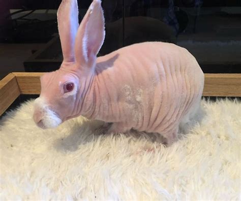 mr bigglesworth the hairless bunny was rescued from euthanasia now