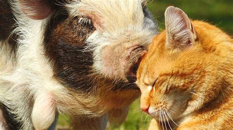 pigs  cats   pet pig world