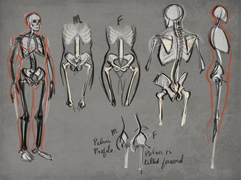 figure drawing tutorial drawing human anatomy lessons