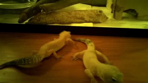 how to tell if a leopard gecko is male or female youtube