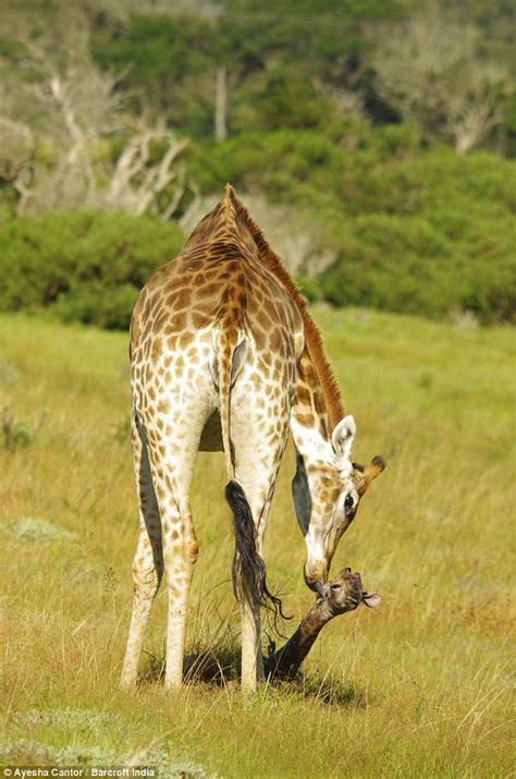Giraffe Calf Being Born Photographed In Kragga Kamma Game Park South