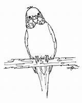 Budgie Pages Coloring Drawing 01a Budgies Colouring Drawings Printable Avatars Bird Getdrawings Getcolorings Outline Papagaj Crtez Stained Glass Paintingvalley Windows sketch template