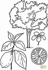 Tree Coloring Lemons sketch template