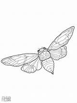 Cicada Coloringbay sketch template