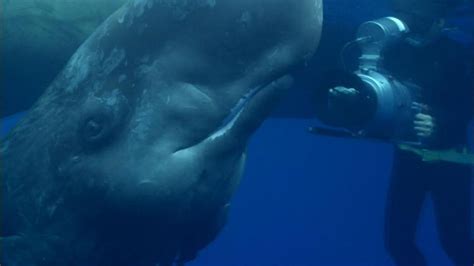 blue sperm whale mating pictures porno photo